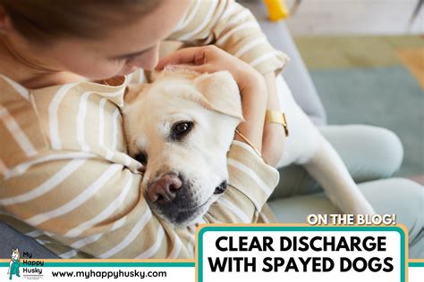 why is my dog leaking fluid|Clear Discharge Spayed Female Dog: 5 Reasons。